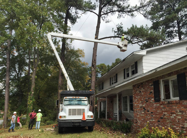 Tree and Shrub Care in Warsaw, NC