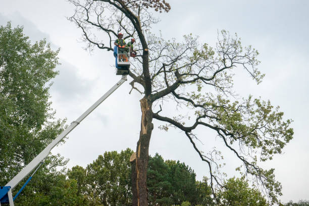 Reliable Warsaw, NC Tree Care Solutions